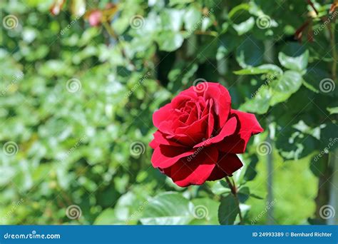 Climbing Red Roses stock image. Image of love, bloom - 24993389