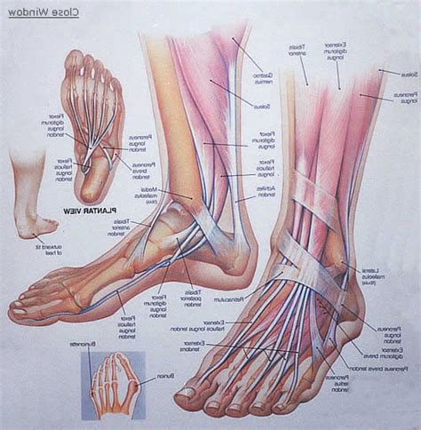 foot anatomy muscular