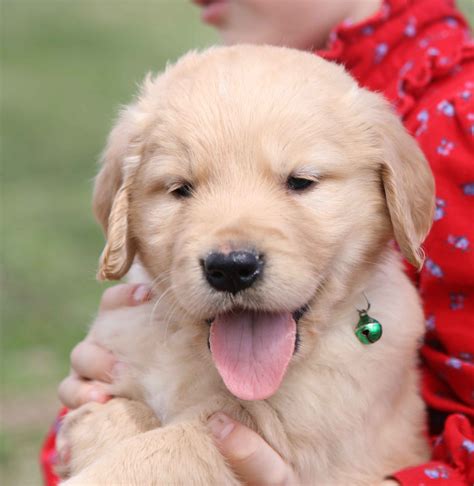 Reserve your golden retriever puppy from Windy Knoll Golden Retriever Puppies