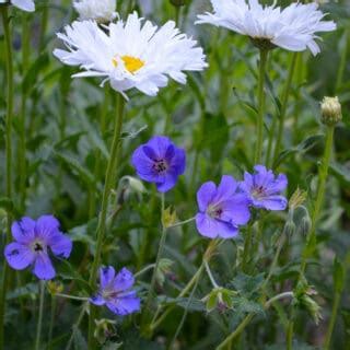 How to Grow Hardy Geraniums - Flower Patch Farmhouse