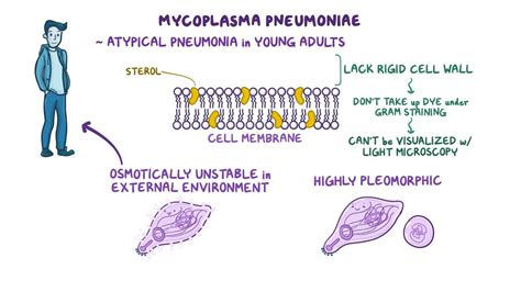 Symptoms Of Mycoplasma Pneumonia