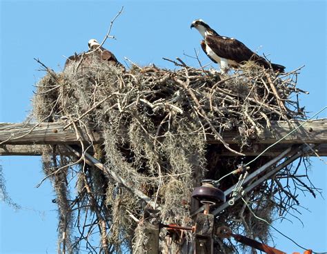 Bird nests: Variety is Key for the world's avian Architects | Smithsonian Insider