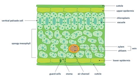 Labeled Diagram Of A Leaf Cross Section