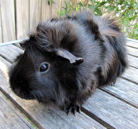 All Things Guinea Pig: Breeds and Varieties