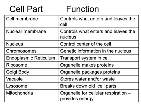 Animal Cell Parts Structure And Function - 4_GB1_LearnRes_Web_Ch12 : Animal cell functions are ...