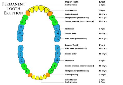 Permanent Tooth Eruption Chart smaller - Comfort Dental of Lafayette