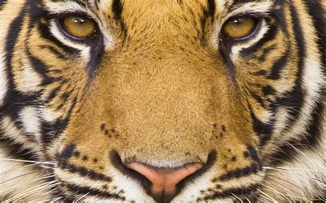 Free photo: Bengal Tiger Closeup - Animal, Bengal, Cat - Free Download - Jooinn