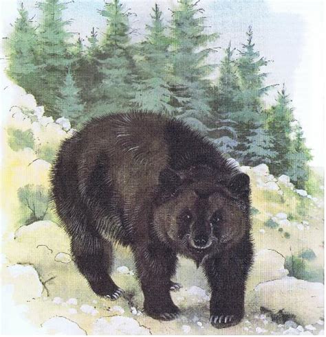 Atlas Bear Facts, Habitat, Pictures, Range and Diet