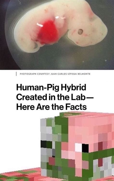 Human-Pig Hybrid Created in the Lab- Here Are the Facts - )