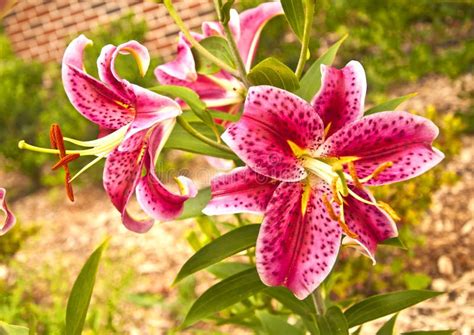 Pink tiger lily stock photo. Image of inflorescence, pink - 10036210