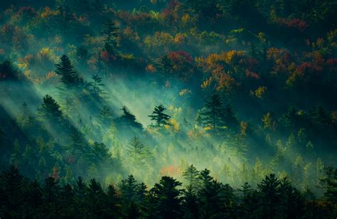 Morning Sunlight in Foggy Forest - 4K Ultra HD Wallpaper by Derek Kind