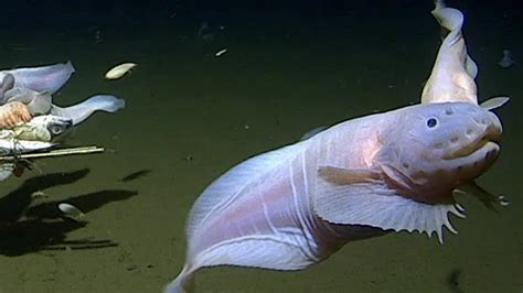 Amazing creature found 27,000 feet under the sea. Here’s how it survives. – Over View – Your ...