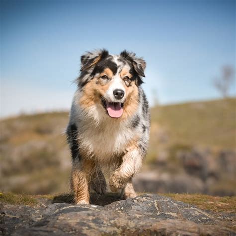 6 Most Common Australian Shepherd Health Issues | Vetericyn