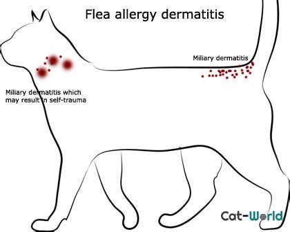 flea allergy dermatitis cats home remedy - Kandace Berrios