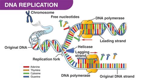 DNA-polymerase enzymes | Science online