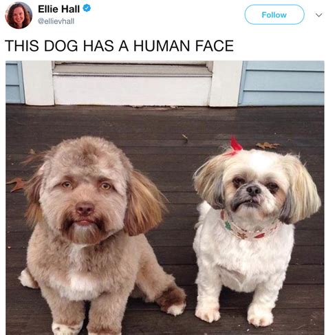 Dog With a Human Face | Human-Faced Dog | Know Your Meme