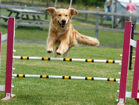 Dog Agility | Pets 2 Impress