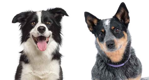 Blue Heeler Border Collie Mix - Could This Be the Perfect Dog For You?