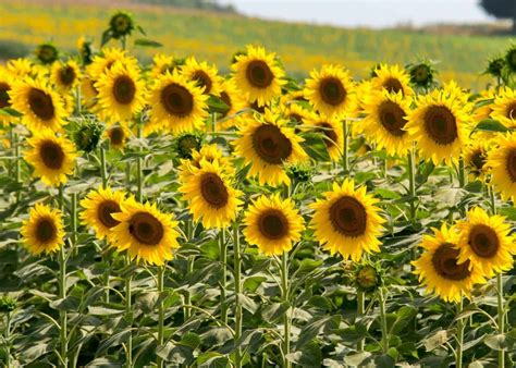 Types of sunflowers ???? ???? From mini to giant, diverse and dazzling