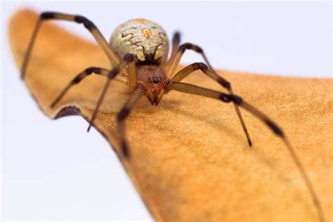 Brown Widow Spider | Center for Invasive Species Research