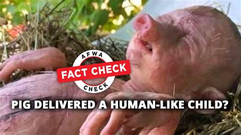 Fact Check: Half-human-half-pig hybrid doesn’t exist, it’s a silicone sculpture - India Today