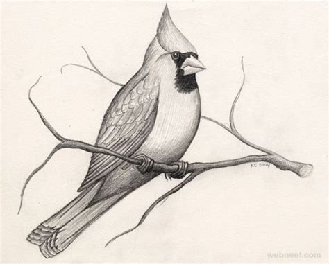 pencil Art Drawings Birds - Andre Hoerter