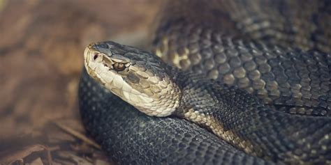 Florida's Venomous Snakes - Florida RV Trade AssociationFlorida RV Trade Association