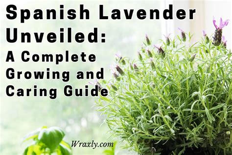 Spanish Lavender Unveiled: A Complete Growing and Caring Guide - Wraxly