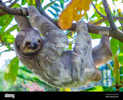 Sloth climbing a tree in costa rica rainforest Stock Photo - Alamy