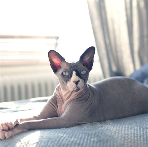 Sphynx Cat - Cat Breed history and some interesting facts