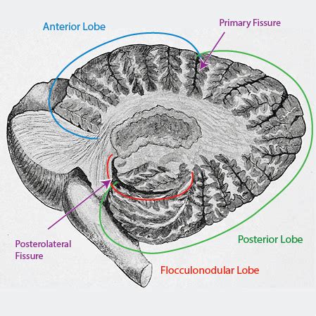 Cerebellum | Definition & Function - Lesson | Study.com