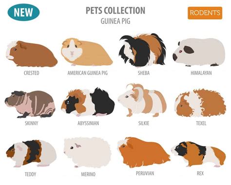 Guinea Pig Breeds - Complete Guide 2023 - Northern Nester