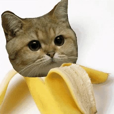 B2x Banana GIF - B2x Banana Cat - Discover & Share GIFs