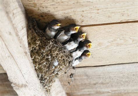 Bird Nests For Dummies - Basics & Main Types - Jake's Nature Blog