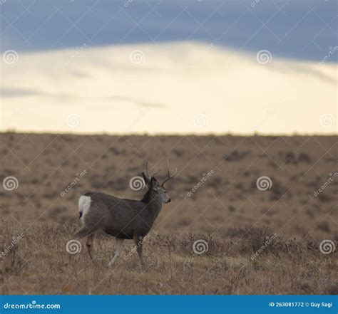 Young Mule Deer with Antlers Stock Photo - Image of yellow, mammal: 263081772