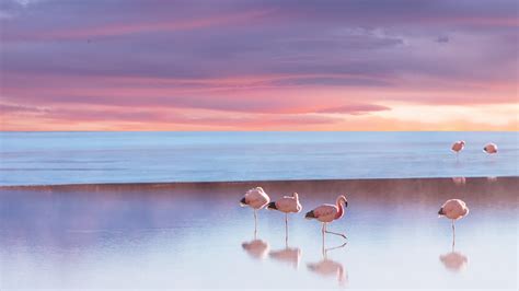 Andean flamingo in Bolivia, Eduardo Avaroa Fauna National Reserve | Windows Spotlight Images