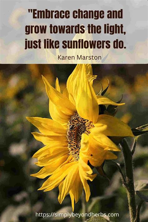 Over 300 perfect Sunflower Captions for Instagram to Brighten - SimplyBeyondHerbs