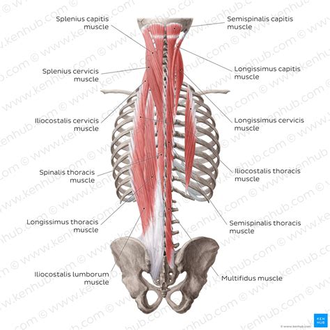 Deep Back Muscles: Anatomy, Innervation And Functions, 56% OFF