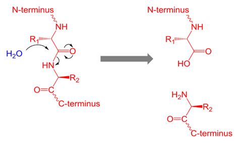 Proteolysis - Wikiwand