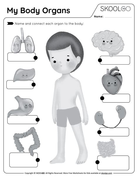 Organ Sort Worksheet Human Body Activities Human Body Organs Human | The Best Porn Website