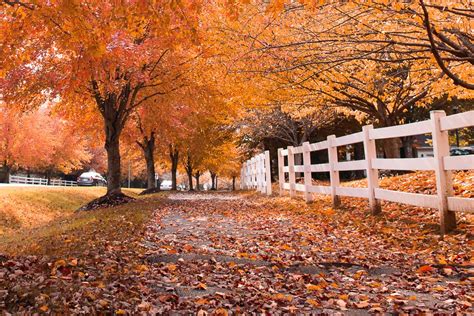 Fall Foliage Maryland 2020 The Ultimate Guide for Fall Color