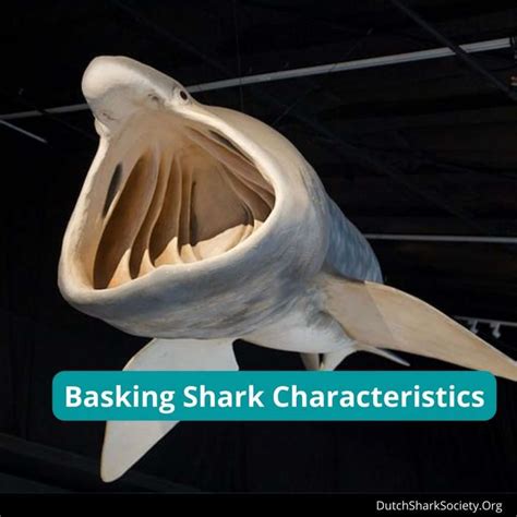 Basking Sharks Facts & Information Guide - Dutch Shark Society