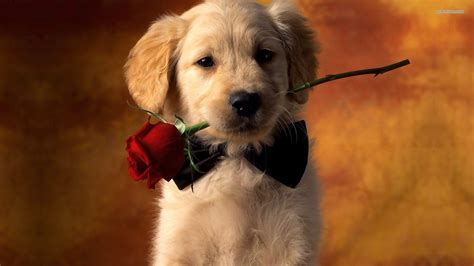 Golden Retriever Puppy Wallpapers - Top Free Golden Retriever Puppy Backgrounds - WallpaperAccess