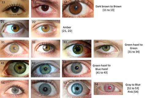 human eye color chart go back gallery for natural eye colors - the eye color chart hubpages ...