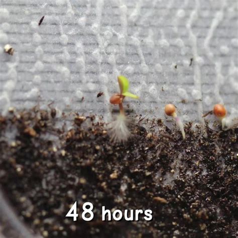 Seed Germination Time-Lapse Video | Carolina Biological Supply