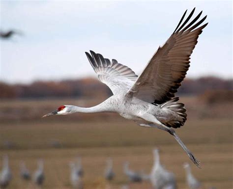 Free picture: sandhill, crane, flying, close