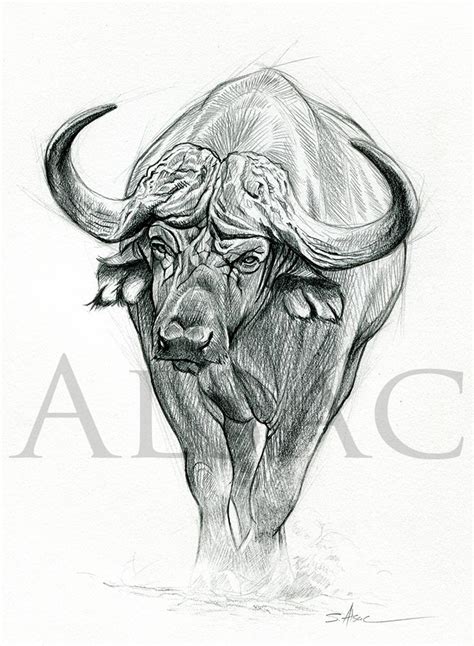 Cape Buffalo Sketch at PaintingValley.com | Explore collection of Cape Buffalo Sketch