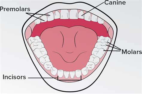 Four Different Types of Teeth and Their Function | Shervin M. Louie, DDS