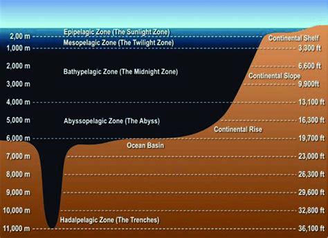 Diagram of the five ocean layers (source: www.seasky.org) | Download Scientific Diagram