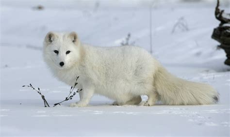 How the Arctic fox survives life in the frozen North | One Earth